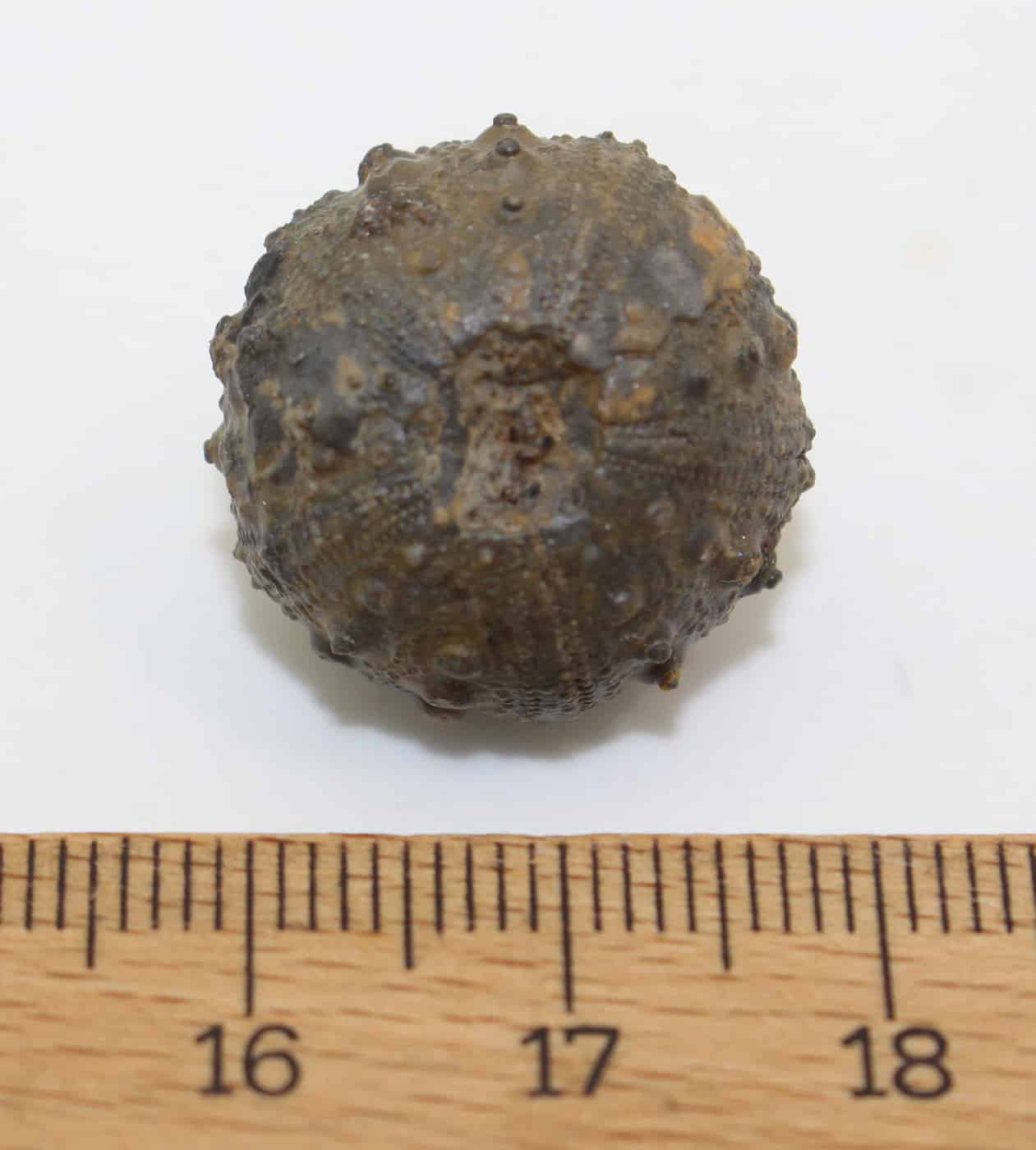 Hemicidaris hoffmanni (ROEMER) – Bild 4