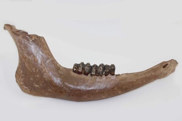 Bison priscus (BOJANUS)
