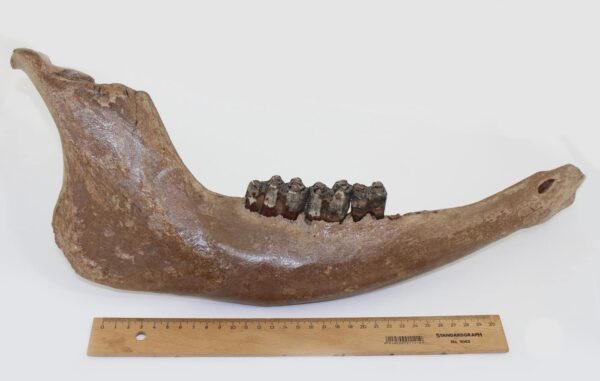 Bison priscus (BOJANUS) – Bild 6