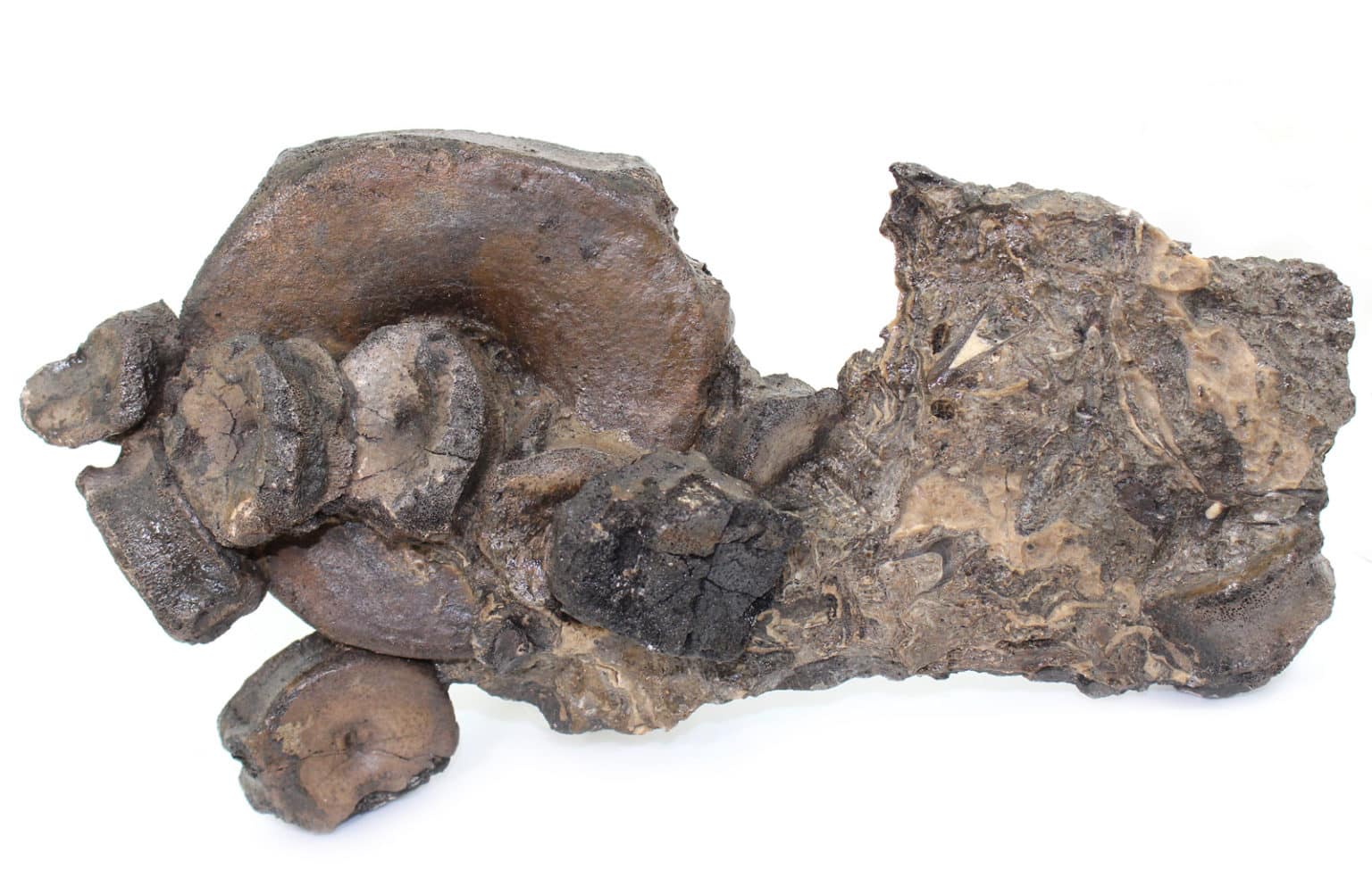 Temnodontosaurus platyodon (CONYBEARE) Fossilien Philipp Krüger