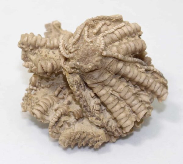 Solanocrinites beltremieuxi (DE LORIOL)