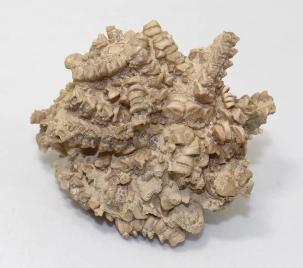 Solanocrinites beltremieuxi (DE LORIOL) – Bild 2