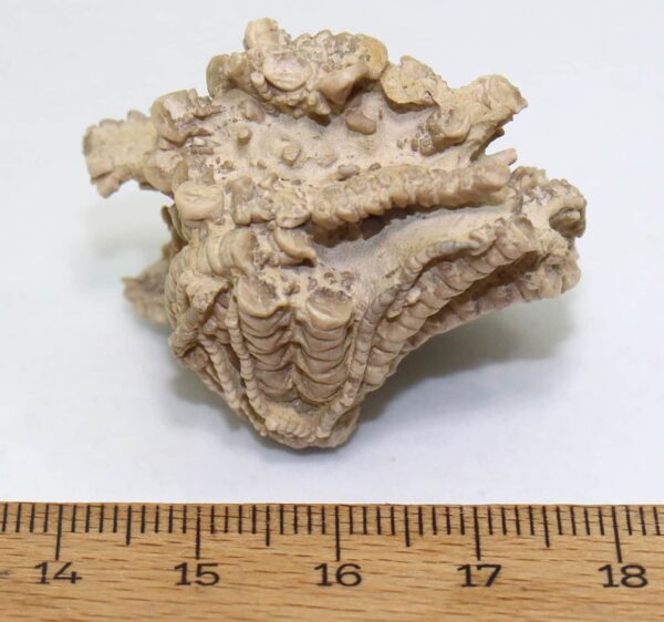Solanocrinites beltremieuxi (DE LORIOL) – Bild 4