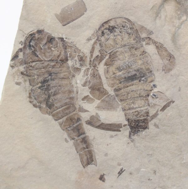 Balteurypterus tetragonophtalmus (FISCHER)