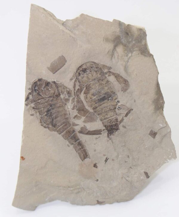 Balteurypterus tetragonophtalmus (FISCHER) – Bild 5