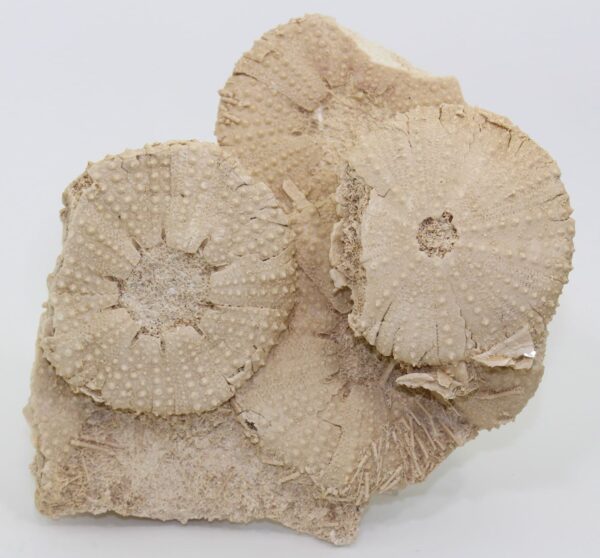 Tripneustes parkinsoni (AGASSIZ)