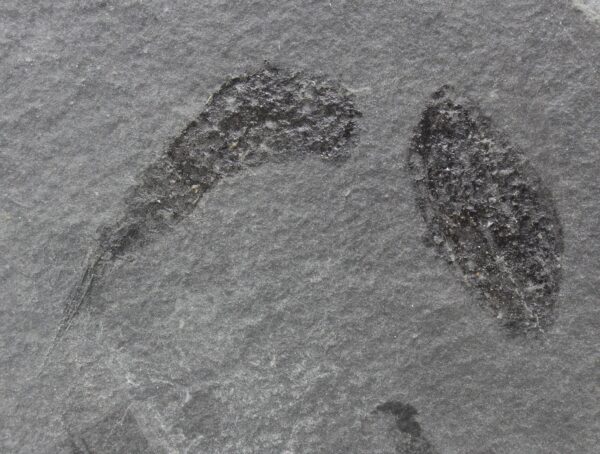 Ceratiocaris stygia (SALTER)