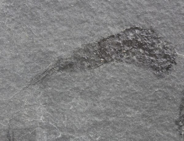Ceratiocaris stygia (SALTER) – Bild 3