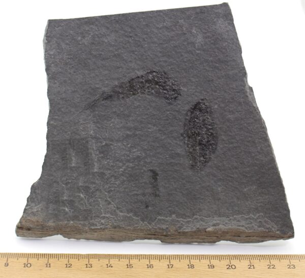 Ceratiocaris stygia (SALTER) – Bild 4
