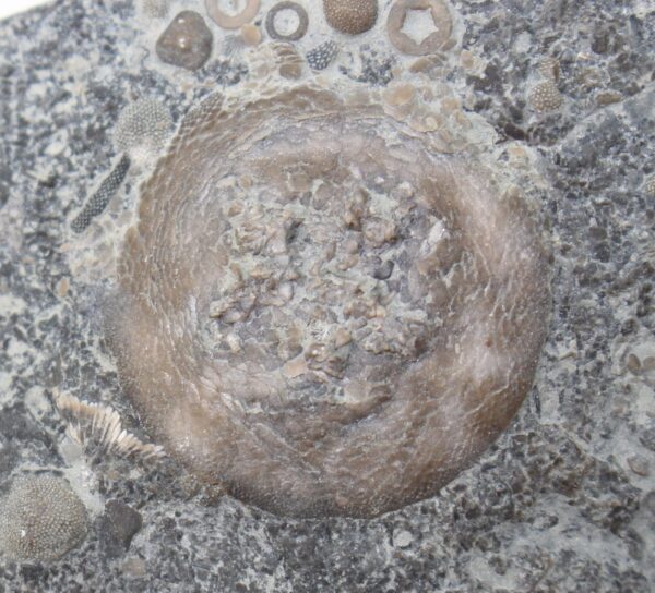 Belochthus orthokolus (BELL)
