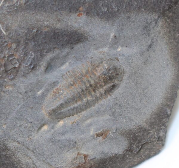 Triarthus becki (GREEN) – Bild 4