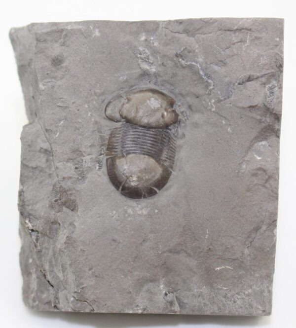 Bumastus ioxus (HALL) – Bild 2