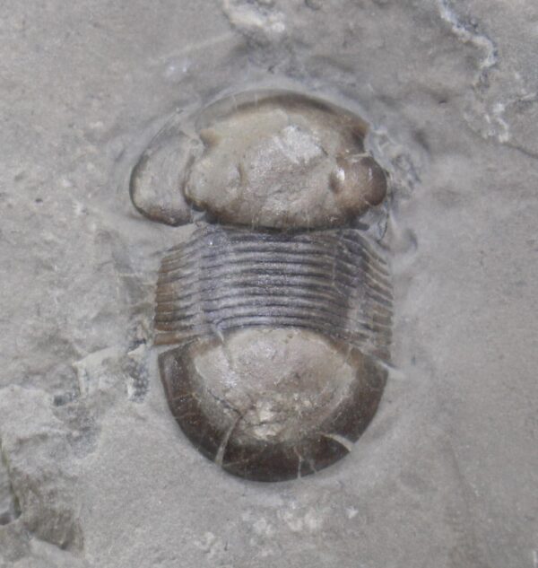 Bumastus ioxus (HALL) – Bild 3