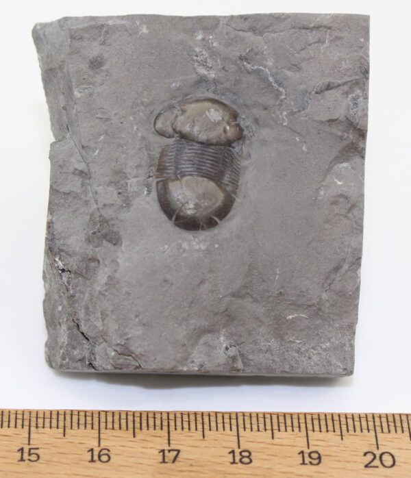 Bumastus ioxus (HALL) – Bild 4