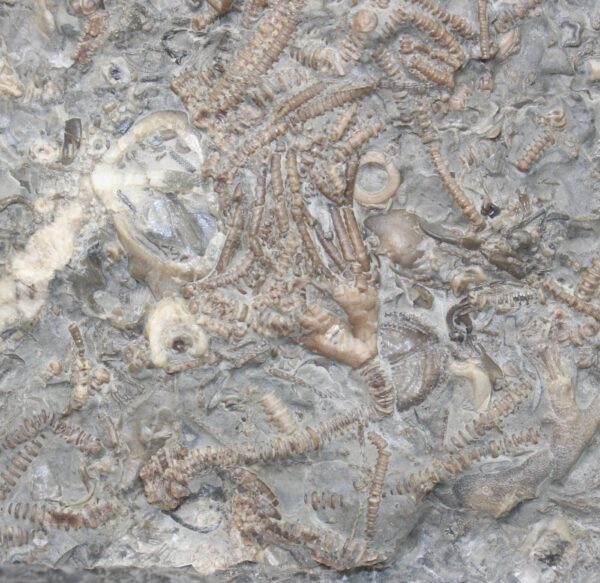 Dimetrocrinites sp. (PHILLIPS)