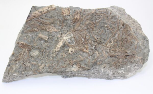Dimetrocrinites sp. (PHILLIPS) – Bild 2