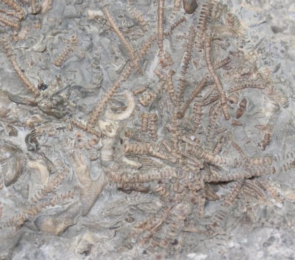 Dimetrocrinites sp. (PHILLIPS) – Bild 4