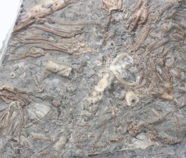 Dimetrocrinites sp. (PHILLIPS) – Bild 5
