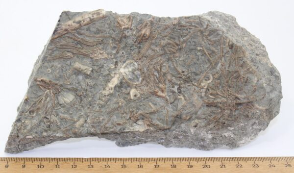 Dimetrocrinites sp. (PHILLIPS) – Bild 6