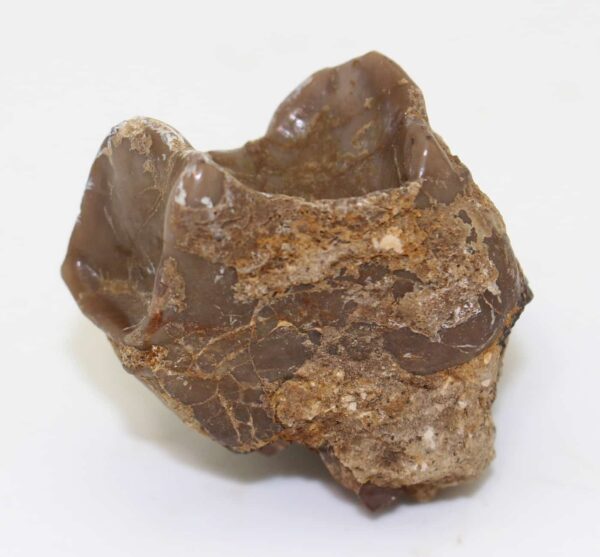 Lophiodon lautricense (NOULET)