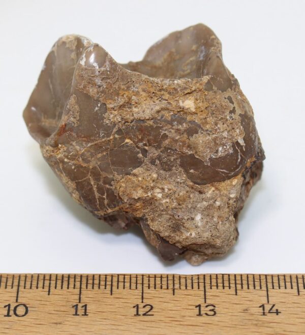 Lophiodon lautricense (NOULET) – Bild 5