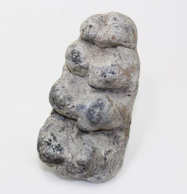 Gomphoterium sp. (BURMEISTER)