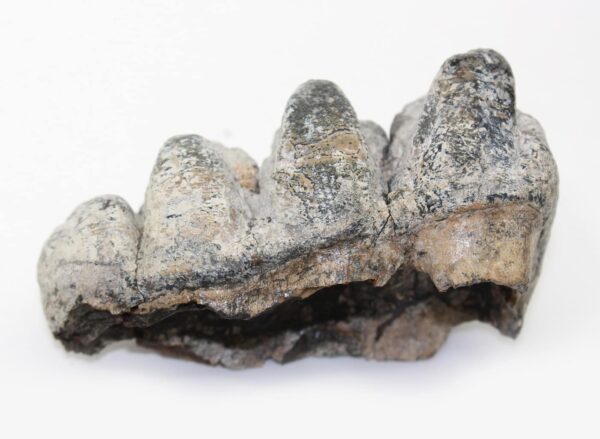 Gomphoterium sp. (BURMEISTER) – Bild 5