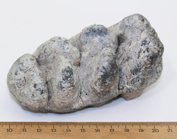 Gomphoterium sp. (BURMEISTER) – Bild 7