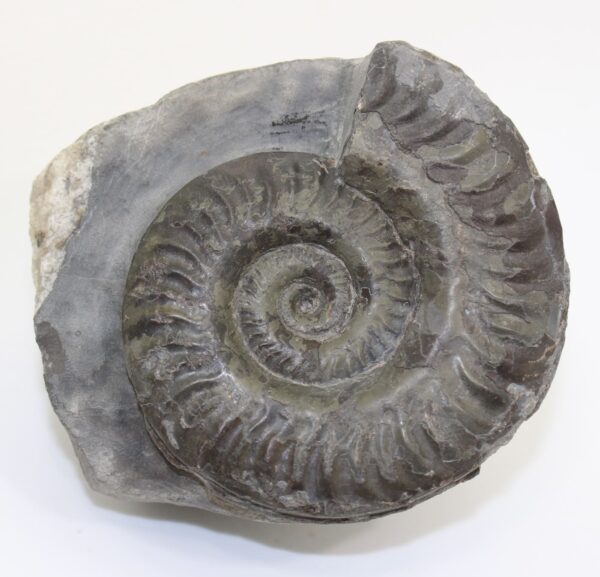 Hildoceras lusitanicum (MEISTER)