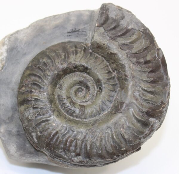Hildoceras lusitanicum (MEISTER) – Bild 2