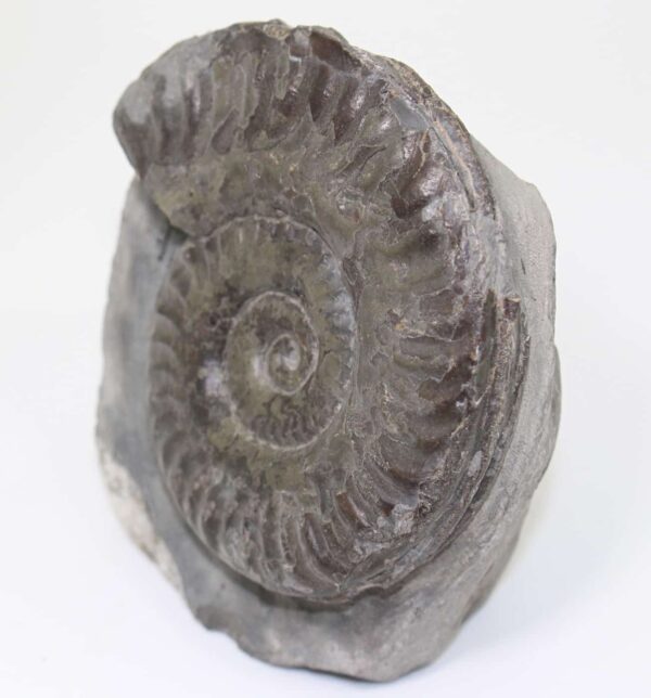Hildoceras lusitanicum (MEISTER) – Bild 4