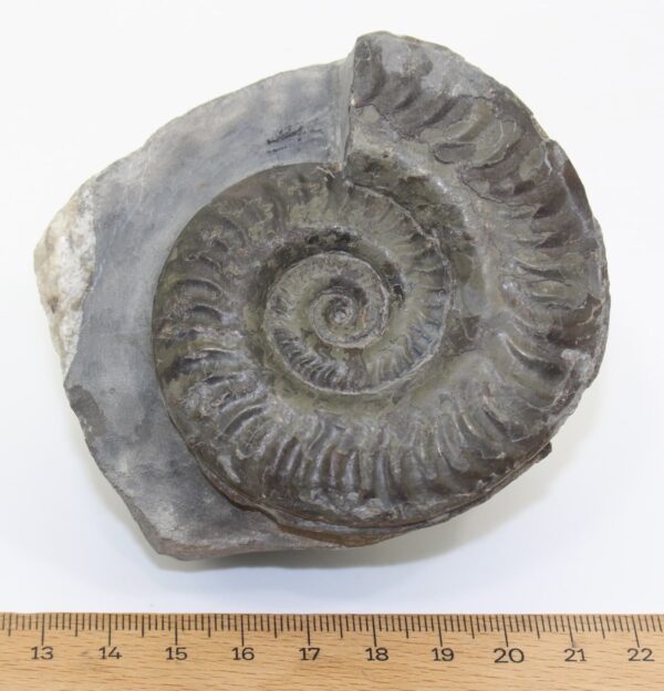 Hildoceras lusitanicum (MEISTER) – Bild 5