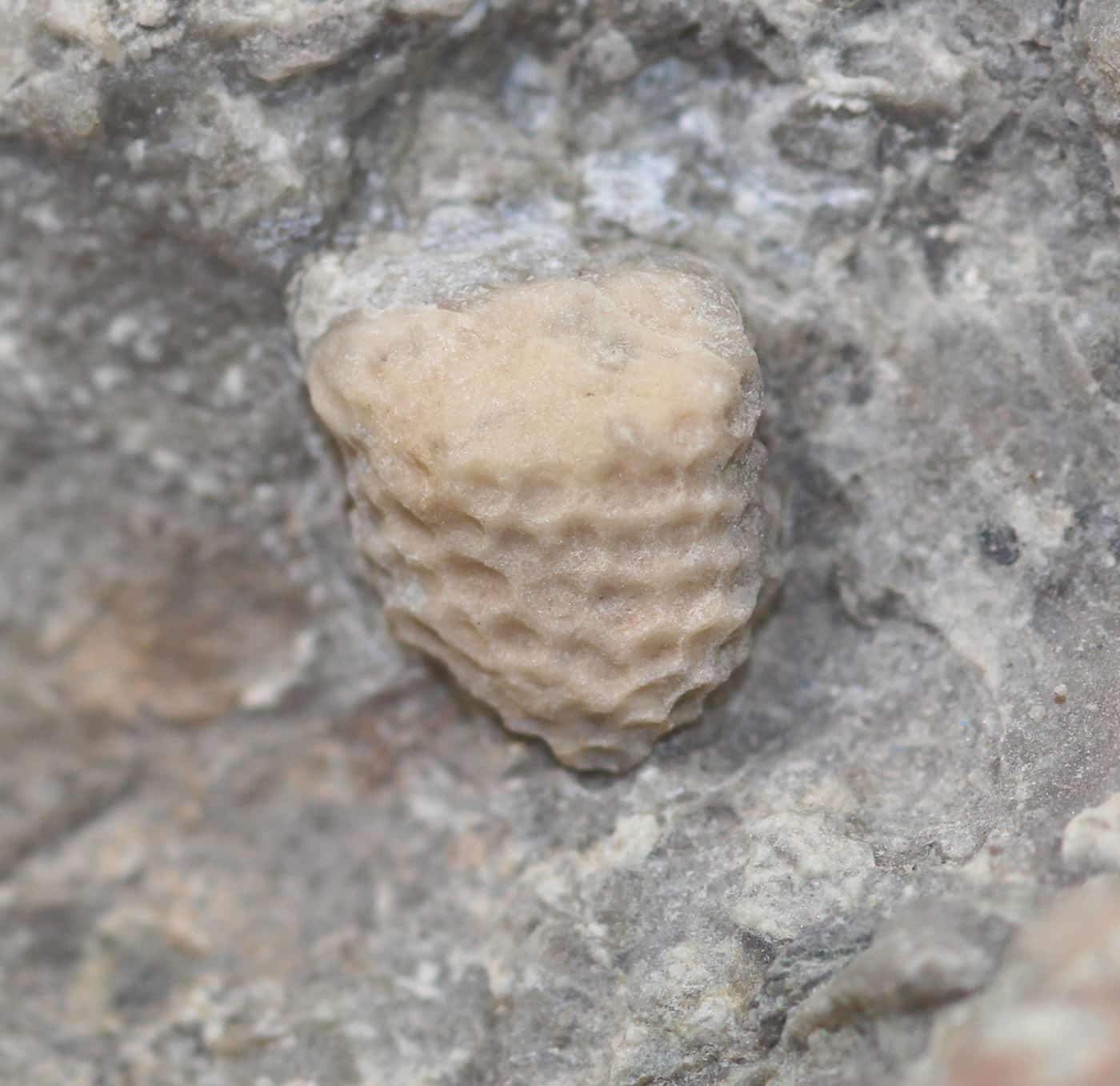 Bolboporites sp. (PANDER)