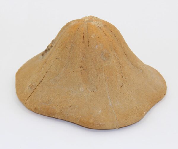 Clypeaster sp.