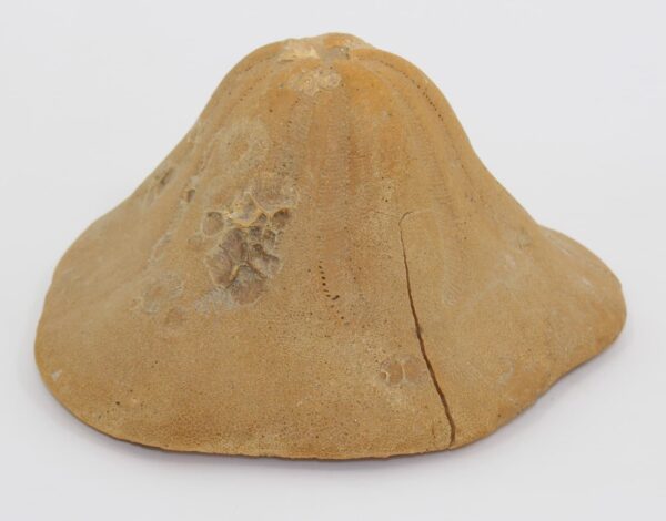Clypeaster sp. – Bild 2