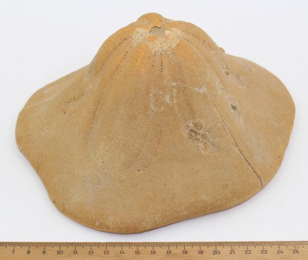 Clypeaster sp. – Bild 6