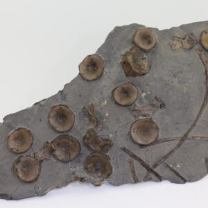 Stenopterygius sp. (JAEKEL)