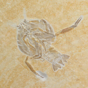 Cycleryon propinquus (SCHLOTHEIM)