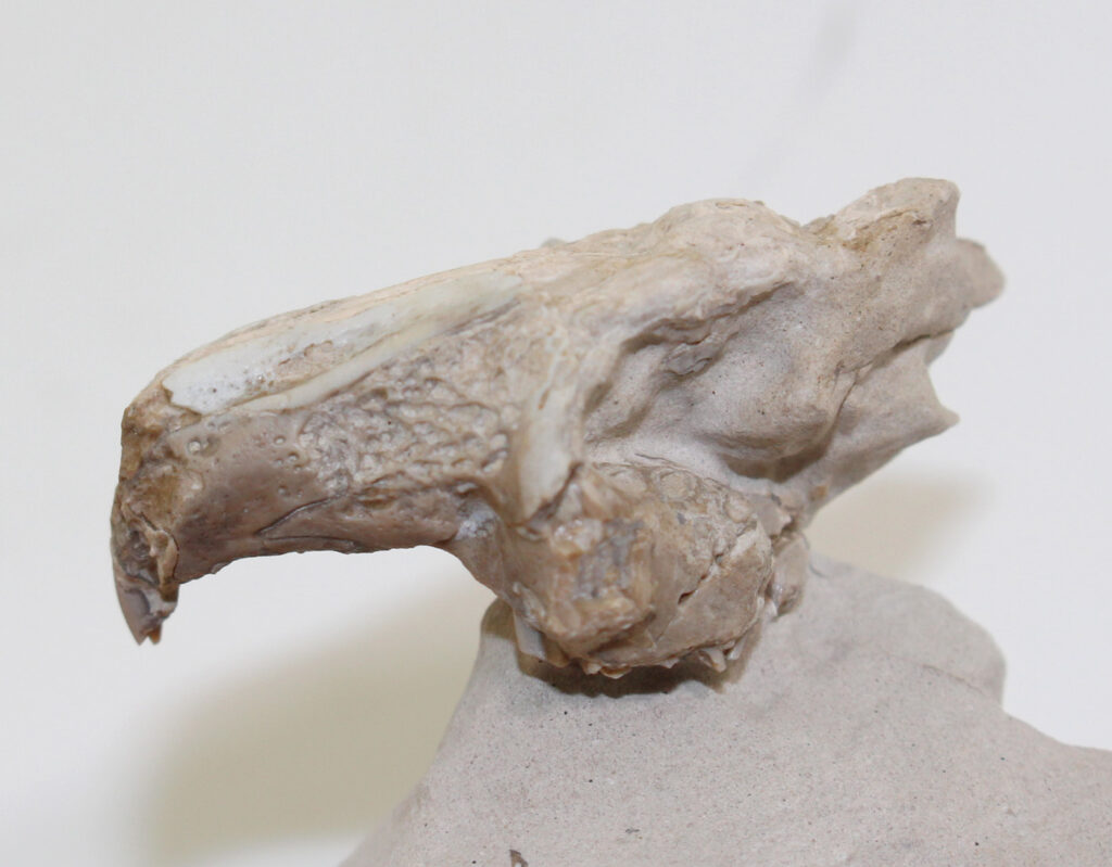 Palaeolagus haydeni (LEIDY) Fossilien Philipp Krüger
