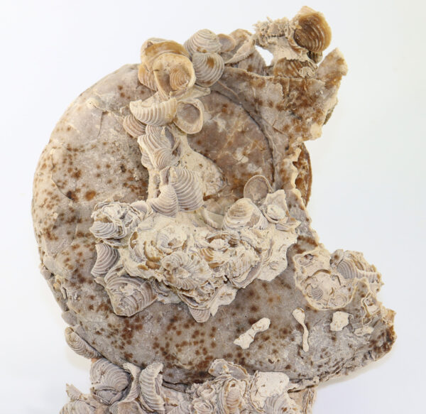 Gauthiericeras sp. (de GROSSOUVRE) – Bild 3