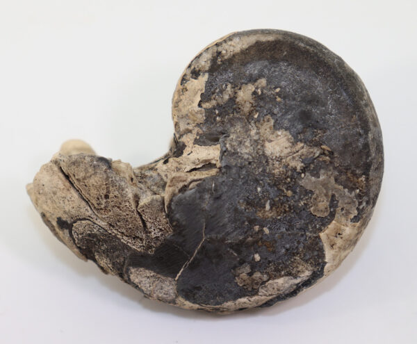 Cosmonautilus jonkeri (KIESLINGER) – Bild 2