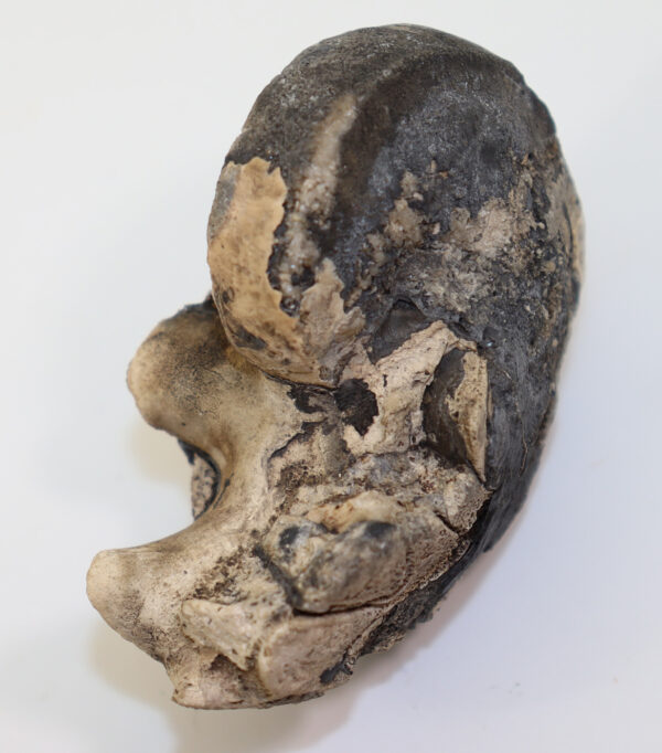 Cosmonautilus jonkeri (KIESLINGER) – Bild 4