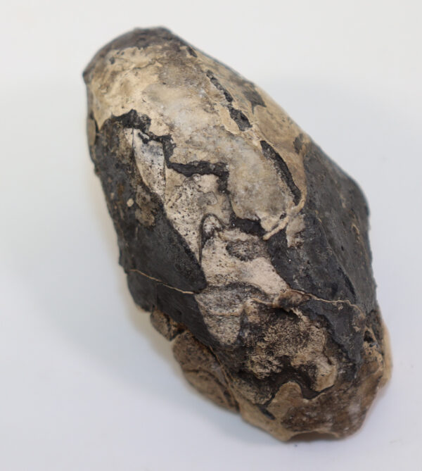 Cosmonautilus jonkeri (KIESLINGER) – Bild 5