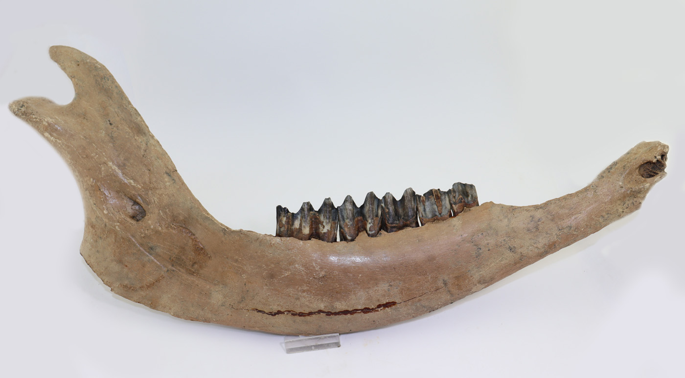 Bison priscus (BOJANUS)