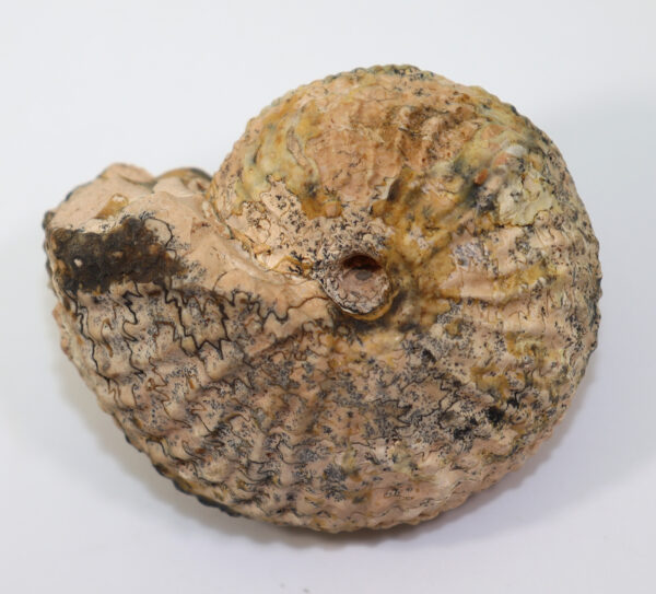Argosirenites dianae (MOJSISOVICS)