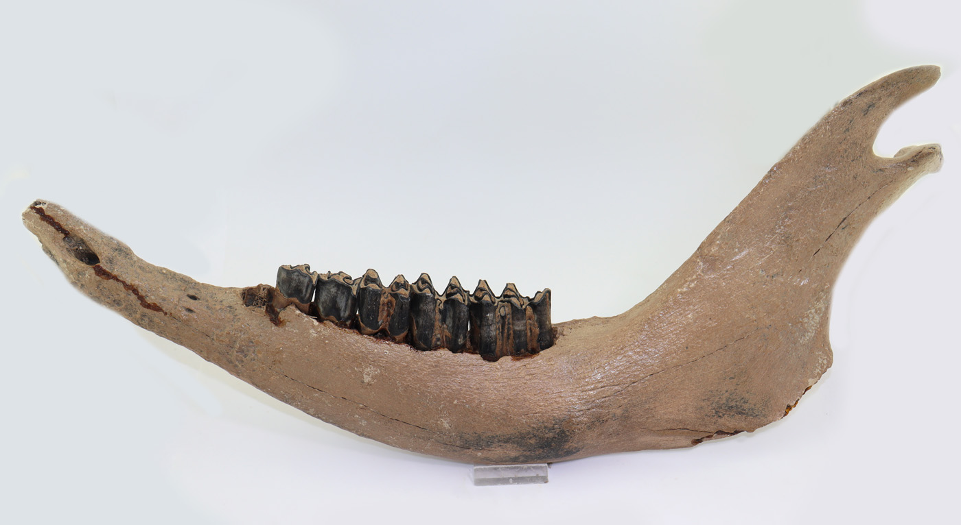 Bison priscus (BOJANUS) – Bild 2