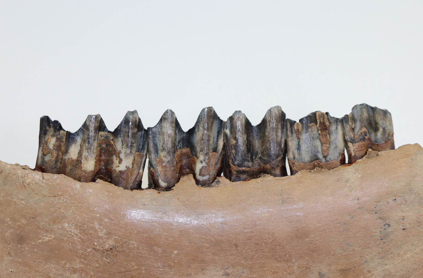 Bison priscus (BOJANUS) – Bild 3