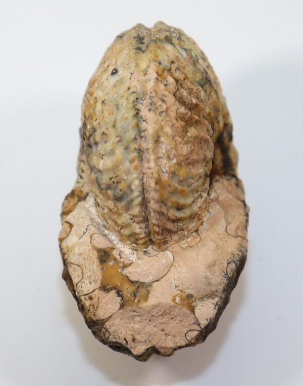 Argosirenites dianae (MOJSISOVICS) – Bild 4