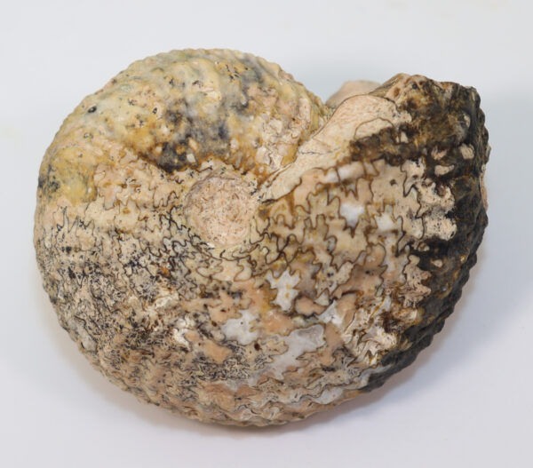 Argosirenites dianae (MOJSISOVICS) – Bild 6