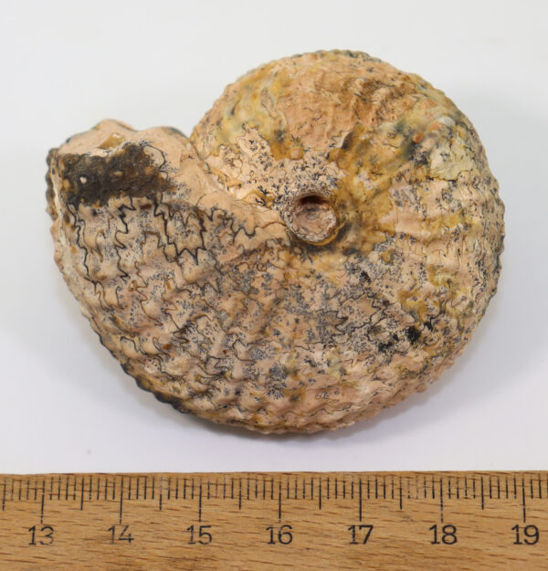 Argosirenites dianae (MOJSISOVICS) – Bild 7